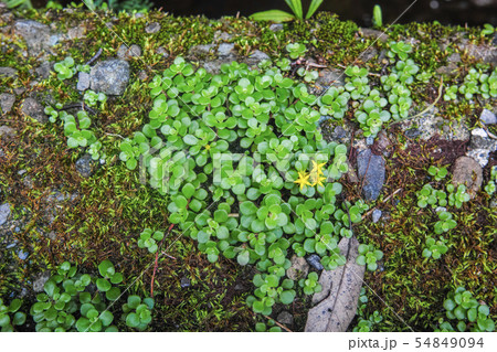 丸い葉に黄色い星形の花をつけた万年草の写真素材