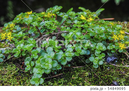 丸い葉に黄色い星形の花をつけた万年草の写真素材