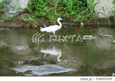 egret or heron 54849304