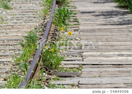 yellow daisy railroad yellow daisy railroad 54849306