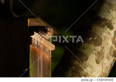 巣箱から顔を出すオオコノハズク雛 54849409