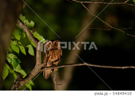 ブナの横枝に止まるオオコノハズク 54849410