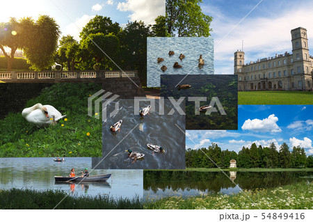 Collage with landscapes of a green Park. Gatchina. 54849416