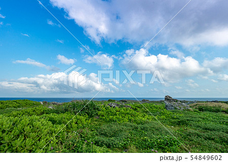 沖縄・波照間島の自然（生命力あふれる草木） 54849602