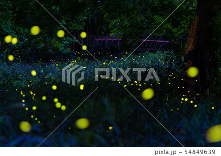 ヒメボタル  54849639