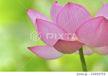 大賀ハス　美しく心に宿る花 Beautifully dwelling flowers 54849758