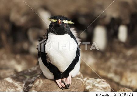 Southern rockhopper penguin sitting on a rock 54849772