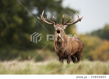 Red deer stag calling during rutting season 54849805
