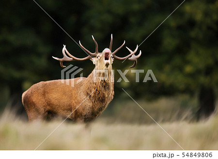 Red deer stag calling during rutting season Red deer stag calling during rutting season 54849806