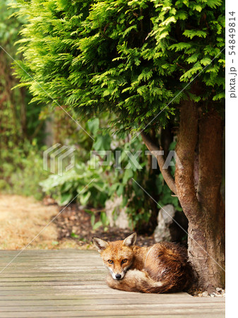 Red fox lying under tree in the garden 54849814