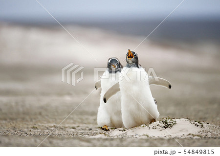 Two young Gentoo penguins chasing each other 54849815