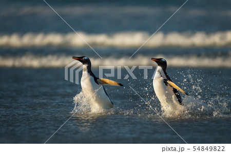 Two Gentoo penguins returning from the ocean 54849822