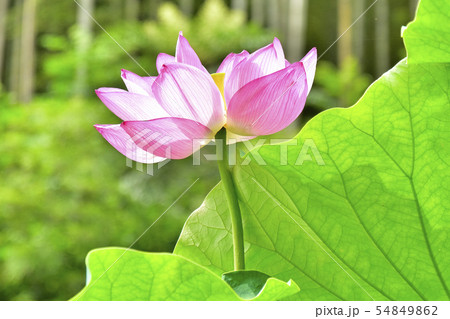 大賀ハス 美しく心に宿る花 Beautifully dwelling flowers 大賀ハス 美しく心に宿る花 Beautifully dwelling flowers 54849862