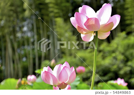 大賀ハス 美しく心に宿る花 Beautifully dwelling flowers 大賀ハス 美しく心に宿る花 Beautifully dwelling flowers 54849863