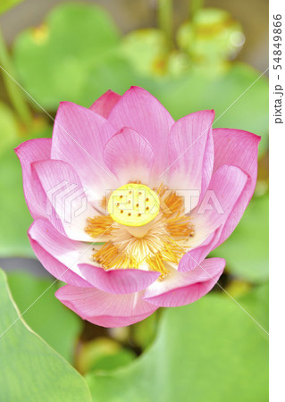 大賀ハス 美しく心に宿る花 Beautifully dwelling flowers 大賀ハス 美しく心に宿る花 Beautifully dwelling flowers 54849866