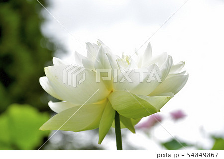 大賀ハス 美しく心に宿る花 Beautifully dwelling flowers 大賀ハス 美しく心に宿る花 Beautifully dwelling flowers 54849867