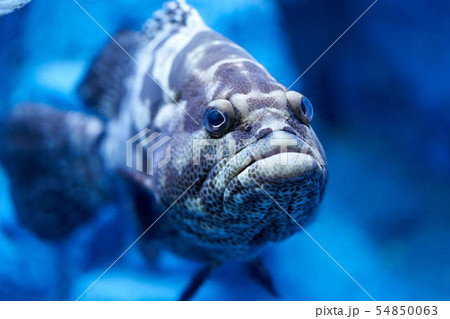 海水魚 54850063
