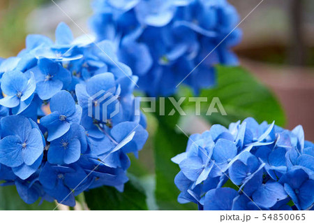紫陽花 54850065