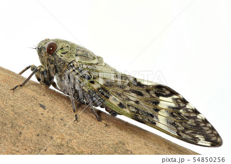 ニイニイゼミ (深度合成) 54850256