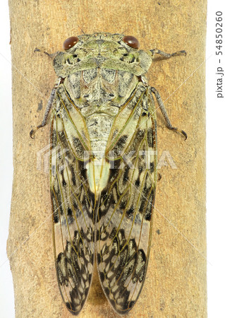 ニイニイゼミ (深度合成) 54850260