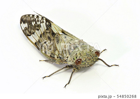 ニイニイゼミ (深度合成) 54850268