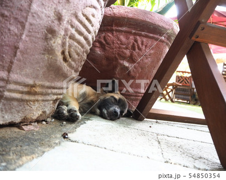 ベトナムのカフェで植木鉢の間で寝る子犬 ベトナムのカフェで植木鉢の間で寝る子犬 54850354