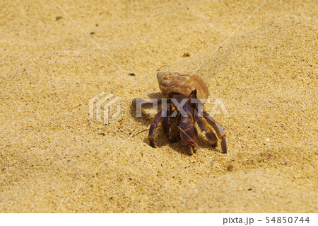 オカヤドカリ 砂浜 ヤドカリ 散歩 夏リゾートの写真素材