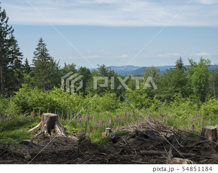 idyllic spring landscape lucitian mountains hills, with lush green grass meadow, fresh deciduous and 54851184