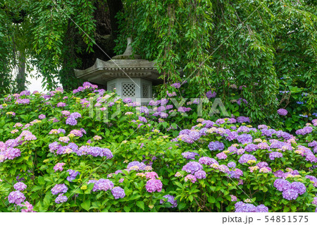 法船寺の紫陽花 法船寺の紫陽花 54851575