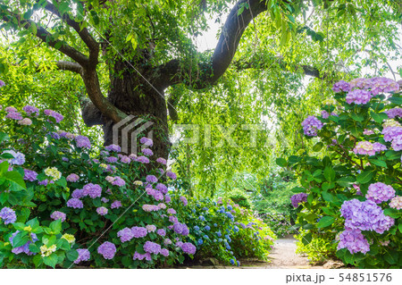 法船寺の紫陽花 法船寺の紫陽花 54851576