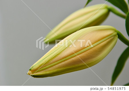 ユリの蕾 54851975