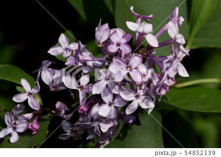 Blooming young branch of lilac. 54852139
