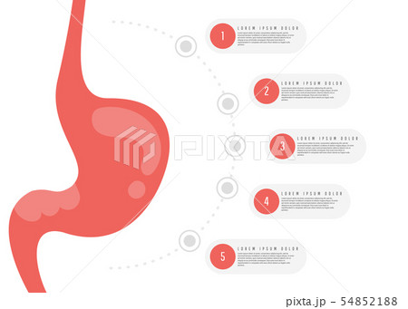 Stomach icon. Human internal organs symbol. Digestive system anatomy. Vector illustration in flat 54852188