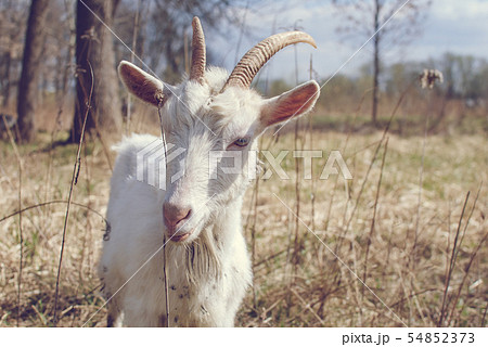 Goat with horns, White goat on head and neck, Goat in the field. 54852373