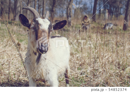 Goat with horns, White and Brown goat on head and neck, Goat in the field. 54852374