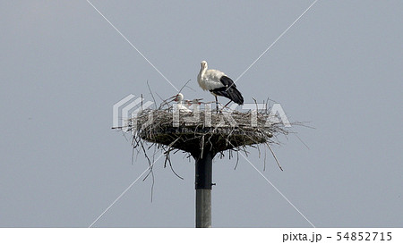 コウノトリ 54852715