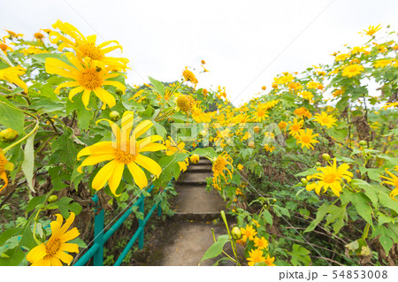 Pedestrian ladder is near flower field. Pedestrian ladder is near flower field. 54853008
