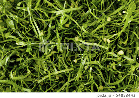 刻んだ野菜  ニガナ、ンジャナ（ホソバワダン）アップ 54853443