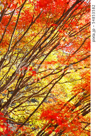 紅葉の丹沢湖 三保ダム 紅葉の丹沢湖 三保ダム 54853582