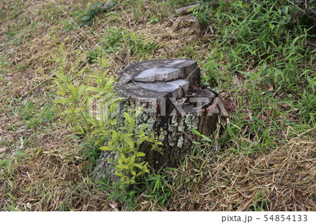 ひこばえ 54854133