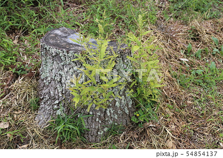 ひこばえ 54854137