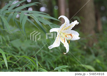 ヤマユリ 54854916