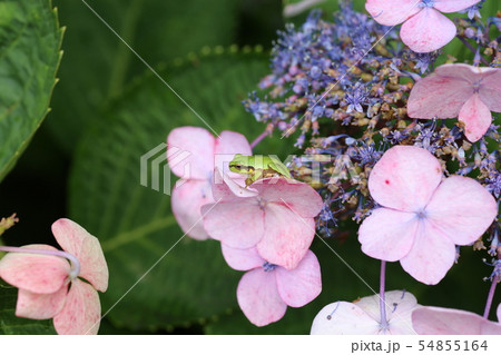 アマガエル 54855164