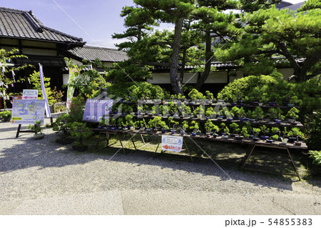 高松城址 玉藻公園 披雲閣 高松の松盆栽 香川県高松市 高松城址 玉藻公園 披雲閣 高松の松盆栽 香川県高松市 54855383