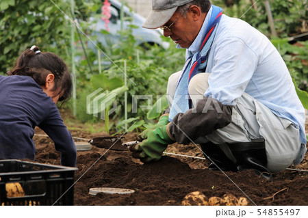 いも掘りをする家族 54855497
