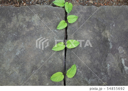 隙間を這う植物2 隙間を這う植物2 54855692