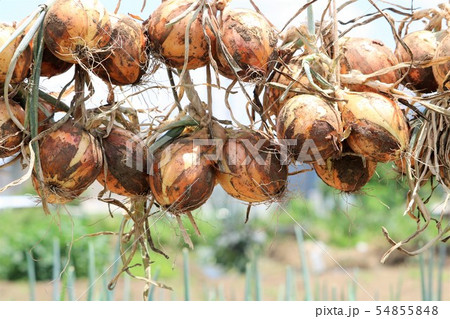 収穫した玉ねぎの保存 54855848