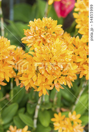 虹手毬蘭（エピデンドラム） 54855999