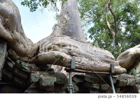 カンボジア タ・プローム(アンコール遺跡) カンボジア タ・プローム(アンコール遺跡) 54856039
