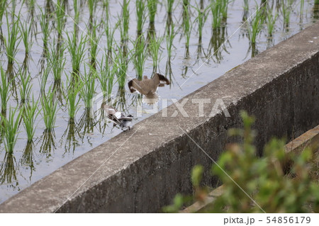 異種、ケンカ！ 54856179